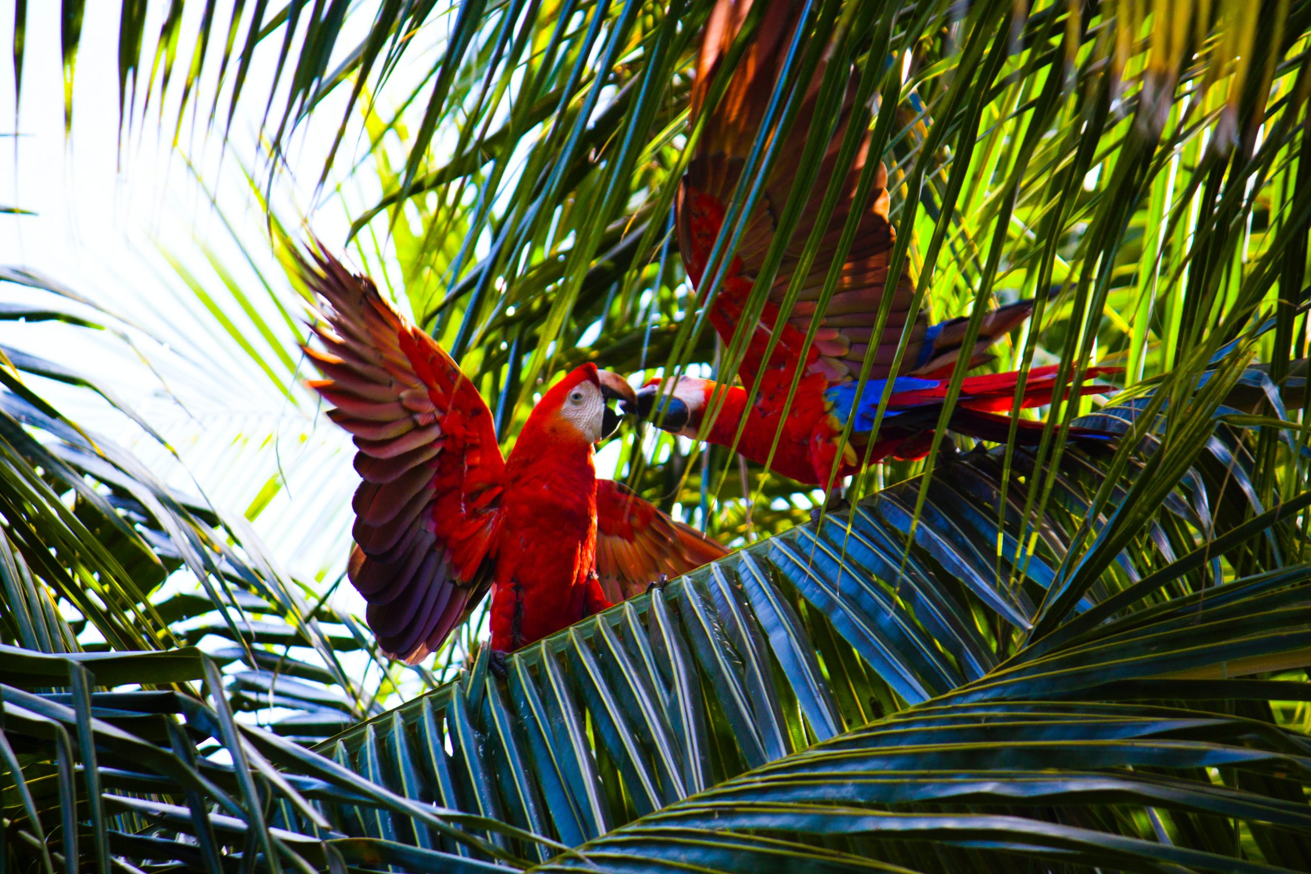 Costa Rica | Rescate Wildlife Rescue Center